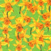Narcisky