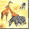 Safari II