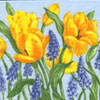 Tulipány