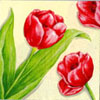 Tulipány
